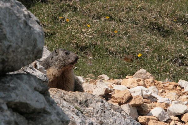 Marmotte 012