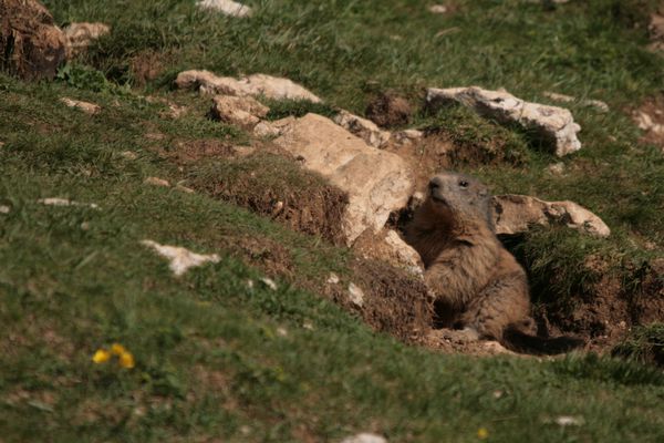 Marmotte 038