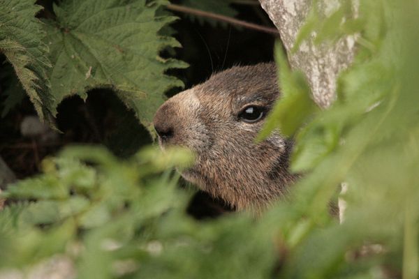 Marmottes 045