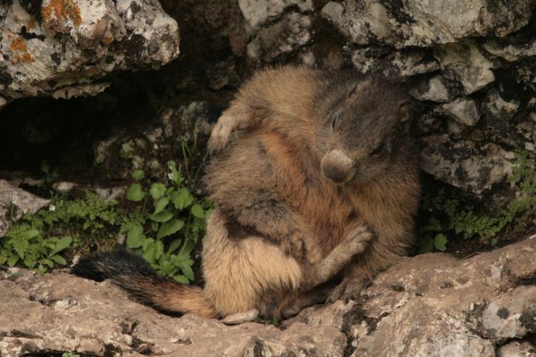 Marmottes 063