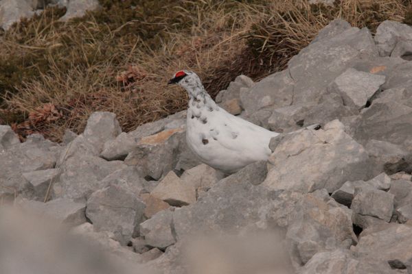 110417 Lagopède 005
