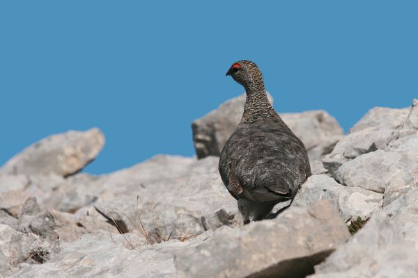 Lagopèdes 185