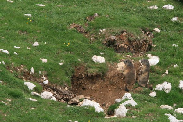 100530 Marmottes 087