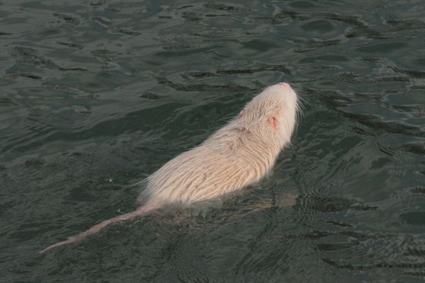 110123 Ragondins 027
