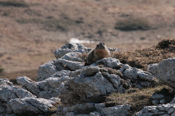 110402 Marmotte 010