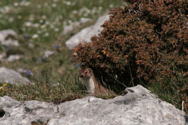 Hermine 017