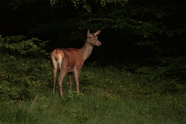 110609 Biche 070