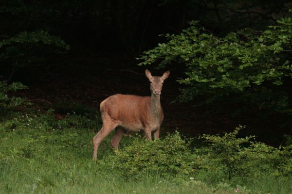 110609 Biche 096