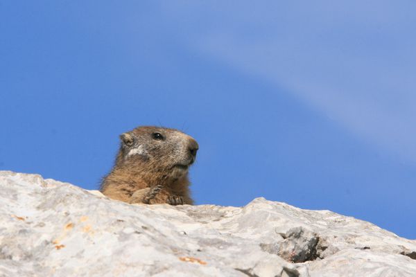 110701 Marmottes 015