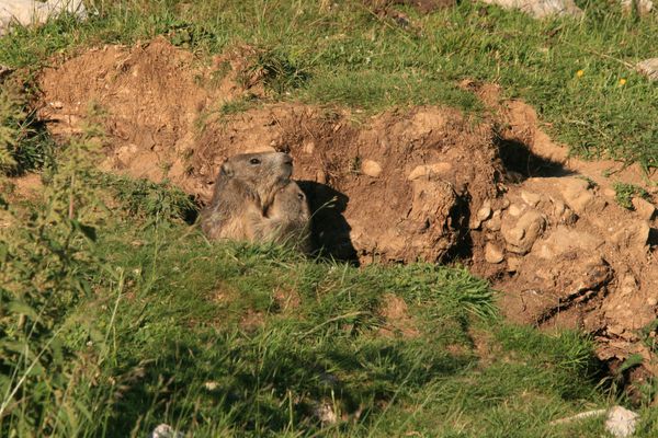 110701 Marmottes 084