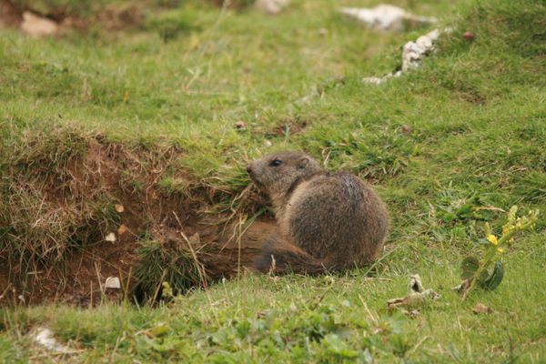 110728 Marmottes 005