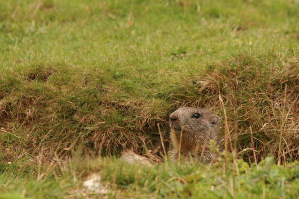 110728 Marmottes 092