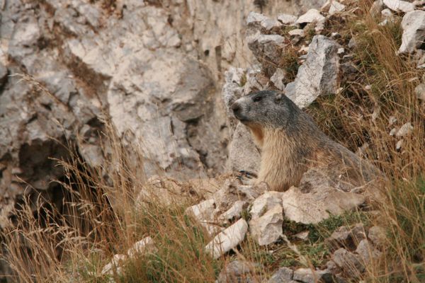 110825 Marmottes 014