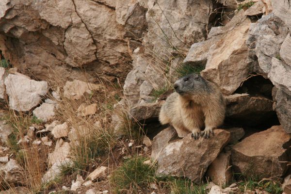 110825 Marmottes 017