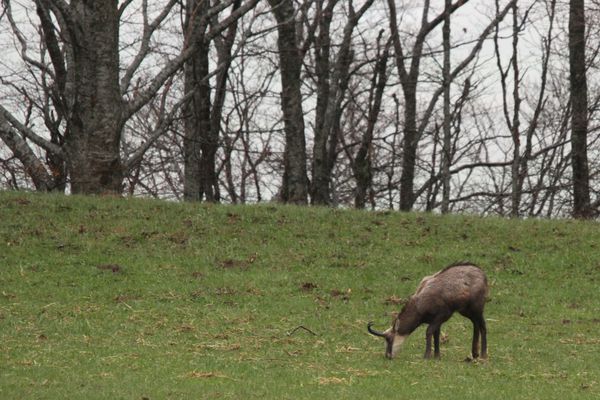 120412 Chamois 056