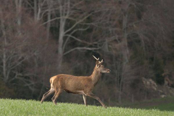 120420 Cerf 123