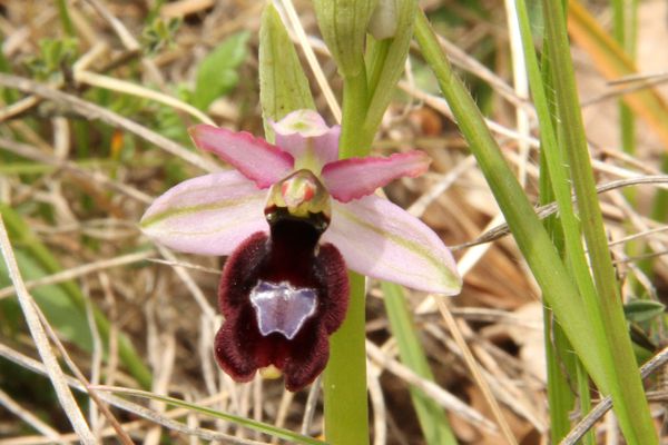 120424 Ophrys 008