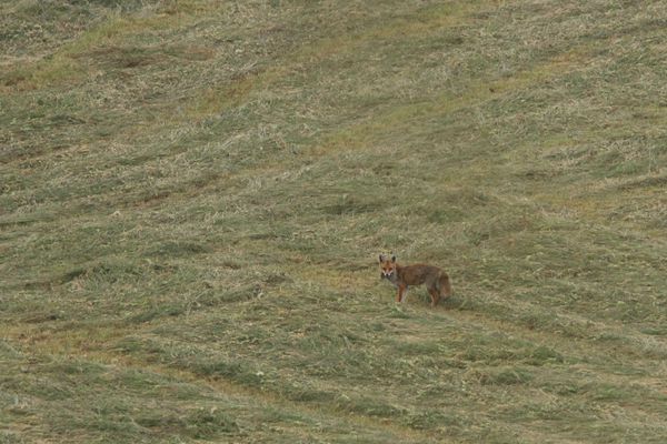 120622 Renard 180