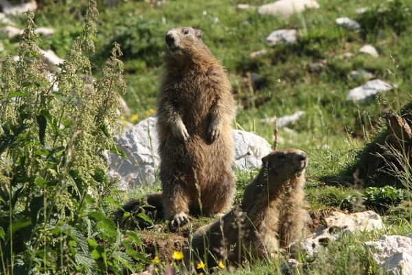 120706 Marmottes 081