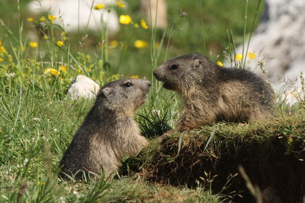 120706 Marmottes 231