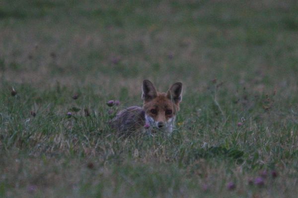 120727 Renard 055
