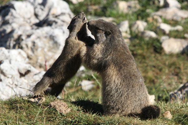 120809 Marmottes 034