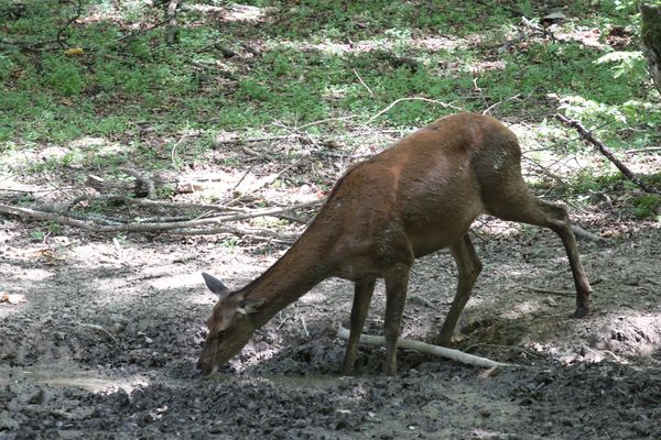 120819 Biche 020