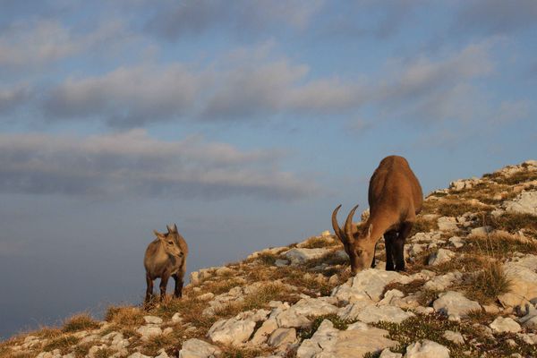 120909 Bouquetin 045