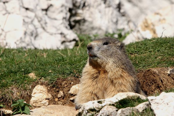 121002 Marmotte 014