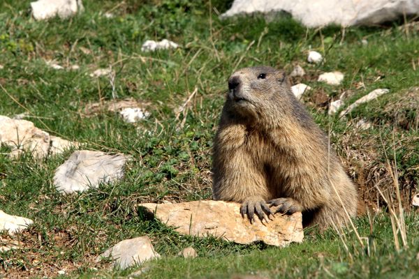 121002 Marmotte 030