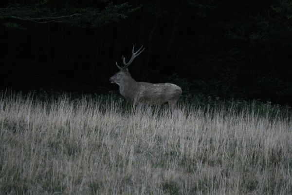 Brame Cerf 006