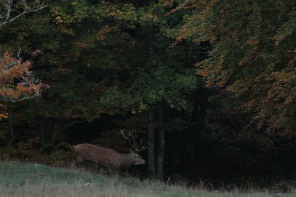 Brame Cerf 076