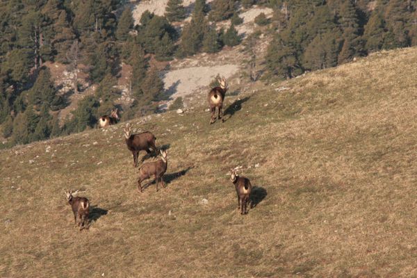 110408 Chamois 102