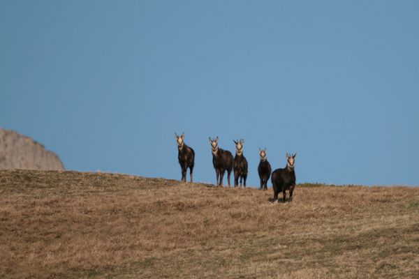 110408 Chamois 142
