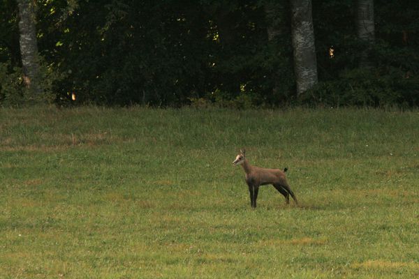 110902 Chamois 036
