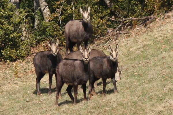120329 Chamois 016