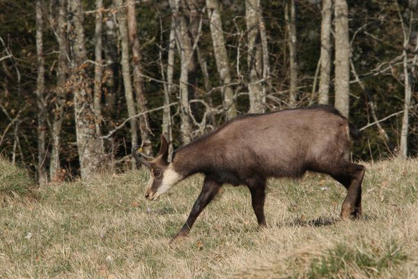 120329 Chamois 080