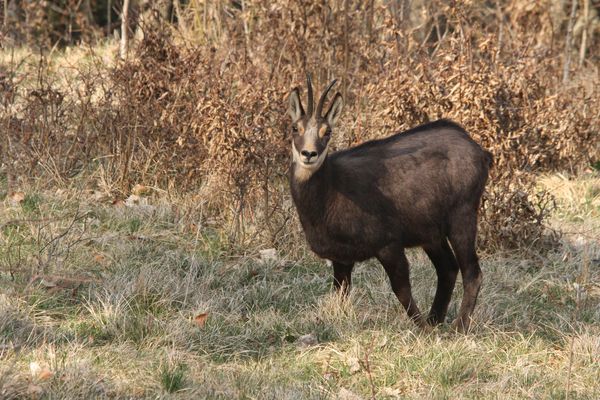 120329 Chamois 153