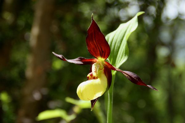 120517 Sabot 014