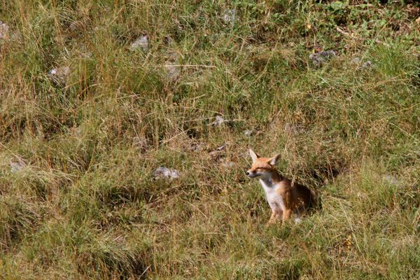 120806 Renard 002