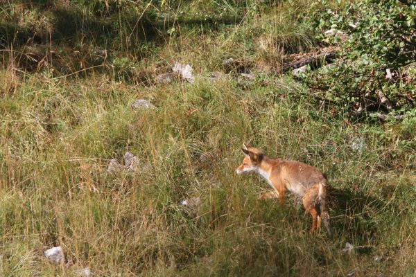 120806 Renard 005