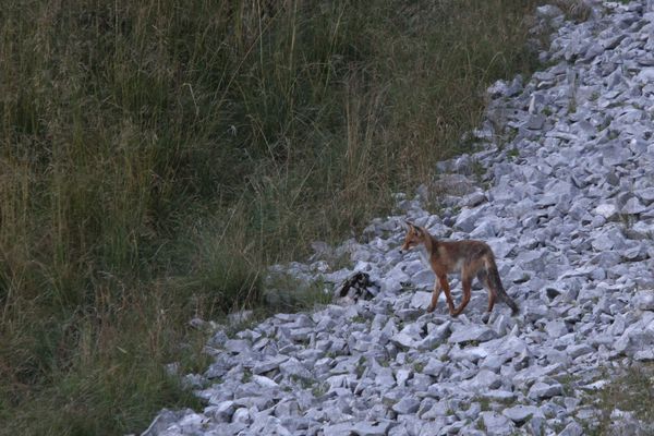 120806 Renard 018