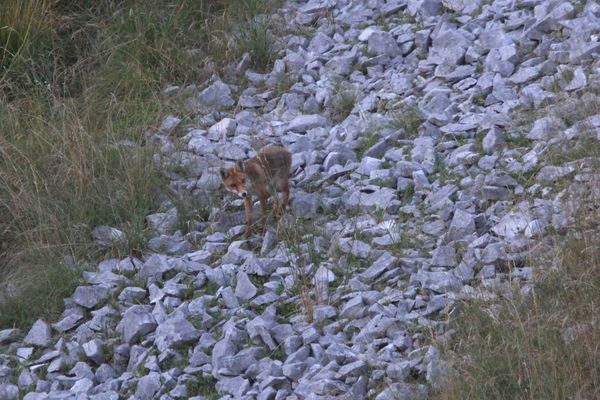 120806 Renard 020
