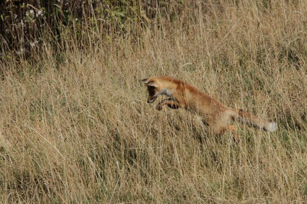 120928 Renard 052
