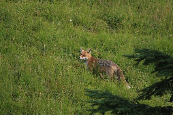 Renard 002