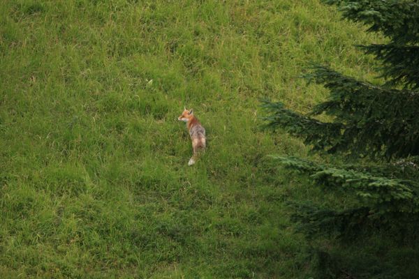 Renard 003
