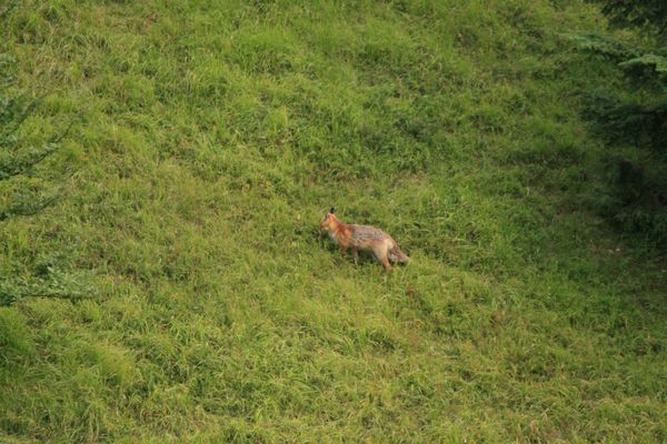 Renard 004