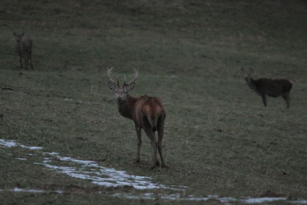 090131-Cerf-Biches-236b.jpg