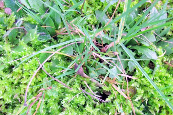 Q2 - Mousse & herbe