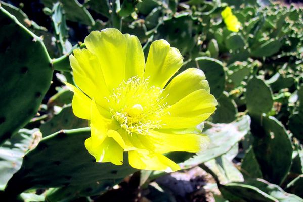 C4 - Une fleur